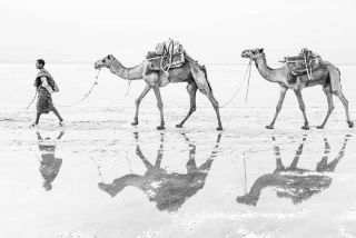 Walking With Camels
