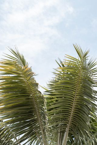 Waving Palms