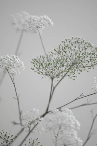 White Greige Flower Blossoms