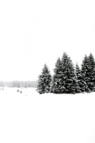 White White Winter 2
