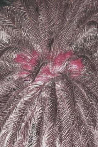 Pink Palm