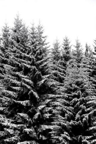 Snowy Christmas Trees