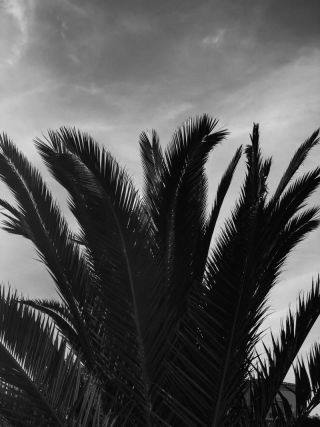 Bw Palm Leafs