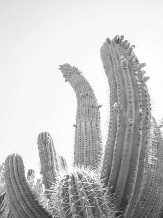 Cactus