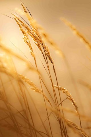 Grass in morning sunlight autumn photo Melissa Peltenburg