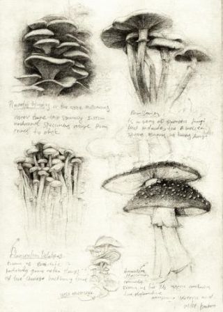 Mushrooms