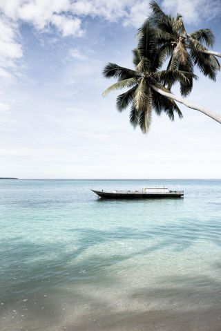 Palm tree at the beach