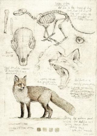 Vulpes Vulpes