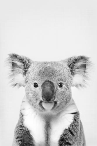 Koala Art